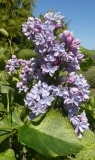 Aucubaefolia_20200511_DA_MLD_2