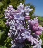 Aucubaefolia_20200511_DA_MLD_3