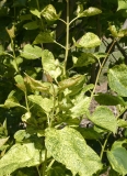Aucubaefolia_20200511_DA_MLD_4