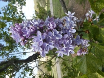 Aucubaefolia_20200511_DA_MLD_5