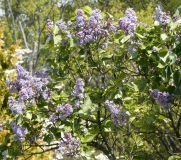Aucubaefolia_20200511_DA_MLD_6