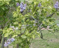 Aucubaefolia_20200511_DA_MLD_7