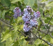 Aucubaefolia_20200511_DA_MLD_8