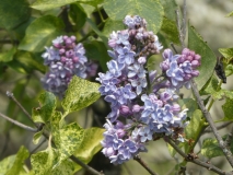 Aucubaefolia_20200511_DA_MLD_9