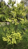 Aucubaefolia_20200521_MP_KA