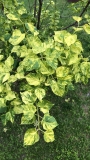 Aucubaefolia_20200521_MP_KA_2