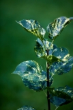 Aucubaefolia_2021_Germany_ER_2