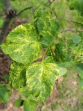 Aucubaefolia_20220513_HP_MLD_3