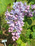 Aucubaefolia_20220513_HP_MLD_4