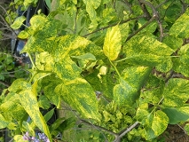 Aucubaefolia_20220528_KA_MLD