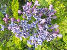 Aucubaefolia_20220528_KA_MLD_2