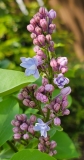 Aucubaefolia_20230418_MLD_MLD
