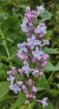 Aucubaefolia_20230420_MLD_MLD