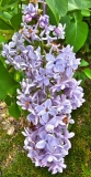 Aucubaefolia_20230503_MLD_MLD