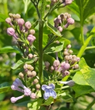 Aucubaefolia_20240414_MLD_MLD