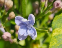 Aucubaefolia_20240414_MLD_MLD_2