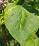 Aucubaefolia_20240414_MLD_MLD_3