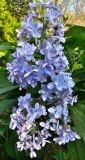 Aucubaefolia_20240420_MLD_MLD