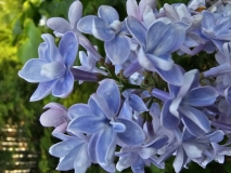 Aucubaefolia_20240420_MLD_MLD_2