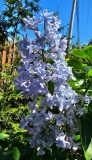 Aucubaefolia_20240422_MLD_MLD