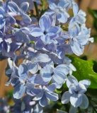 Aucubaefolia_20240422_MLD_MLD_2