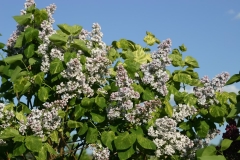 Aucubaefolia_TP_1