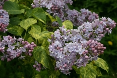 Aucubaefolia_TP_2