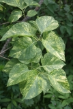 Aucubaefolia_TRD_TP_10