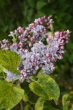 Aucubaefolia_TRD_TP_11