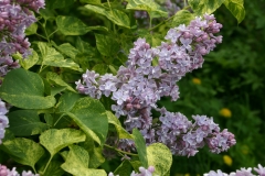 Aucubaefolia_TRD_TP_12