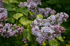 Aucubaefolia_TRD_TP_3
