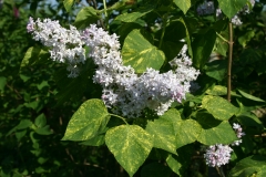 Aucubaefolia_TRD_TP_5