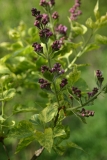 Aucubaefolia_TRD_TP_6