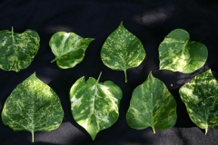 Aucubaefolia_TRD_TP_7