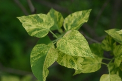 Aucubaefolia_TRD_TP_8
