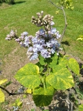 Aucubaefolia_labeled_Dappled_Dawn_20220513_HP_MLD