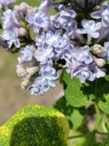Aucubaefolia_labeled_Dappled_Dawn_20220513_HP_MLD_2
