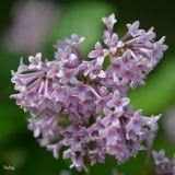 Audrey_2019_LM_CF
