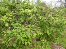 Audrey_leaves_201906_CEF_MLD_1