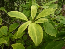 Audrey_leaves_201906_CEF_MLD_2