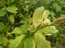 Audrey_leaves_201906_CEF_MLD_3
