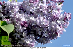 Augerius_de_Busbek_2019_AK_SB_2