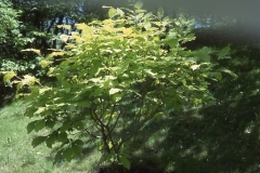 Aurea_emodi_RBG_CH_2