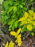 Aurea_villosa_20210511_HP_MLD_1
