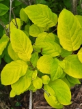 Aurea_villosa_20210511_HP_MLD_2