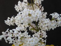 Aurea_villosa_LNT_1