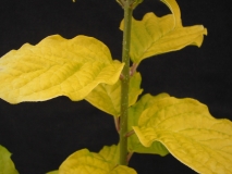 Aurea_villosa_LNT_2