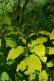 Aurea_villosa_ZB_1