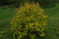 Aurea_villosa_ZB_2
