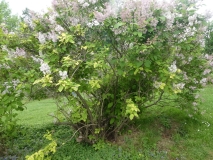Aurea_villosae_201906_HP_MLD_1